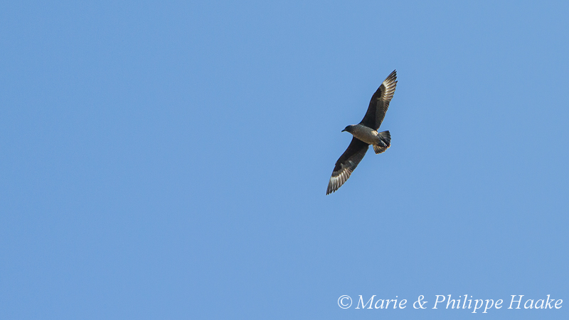 Grand labbe 2829.jpg - Grand Labbe, Stercorarius skua, Great Skua (Runde, Norvège, juin 2012)
